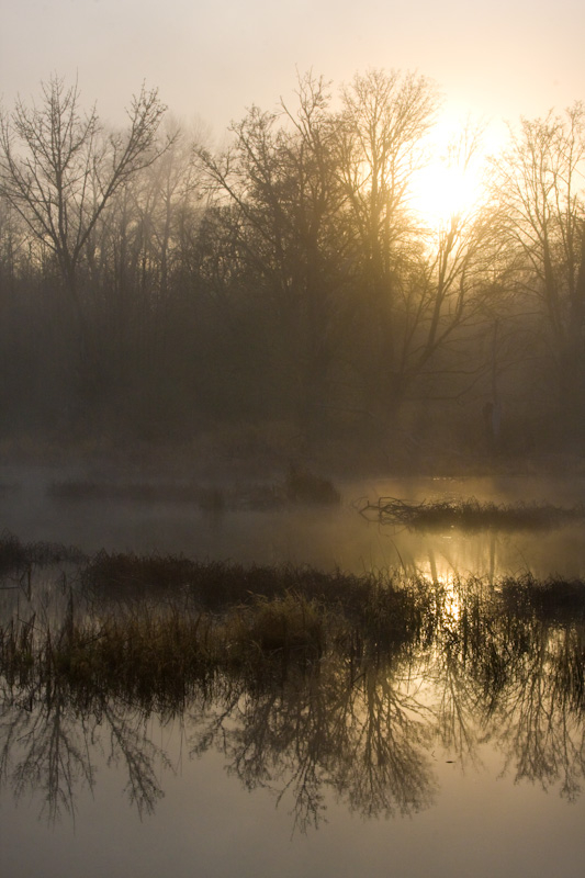 Sunrise Over Wetland